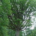 Quercus petraea courson
